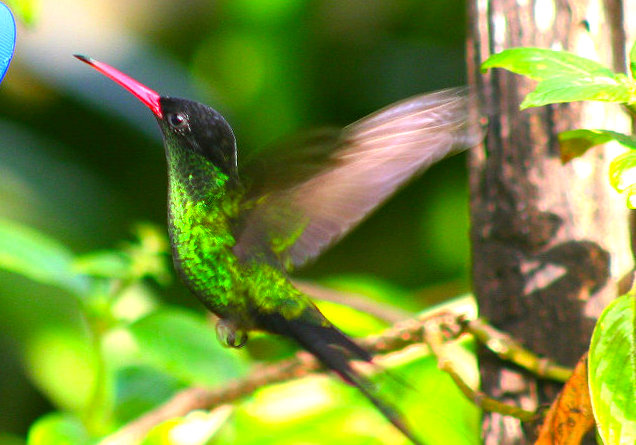 Jamaika Rocklands Bird Sanctuary