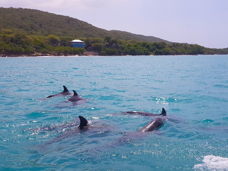 Delfine auf dem Weg zur Pelican Bar Jamaika