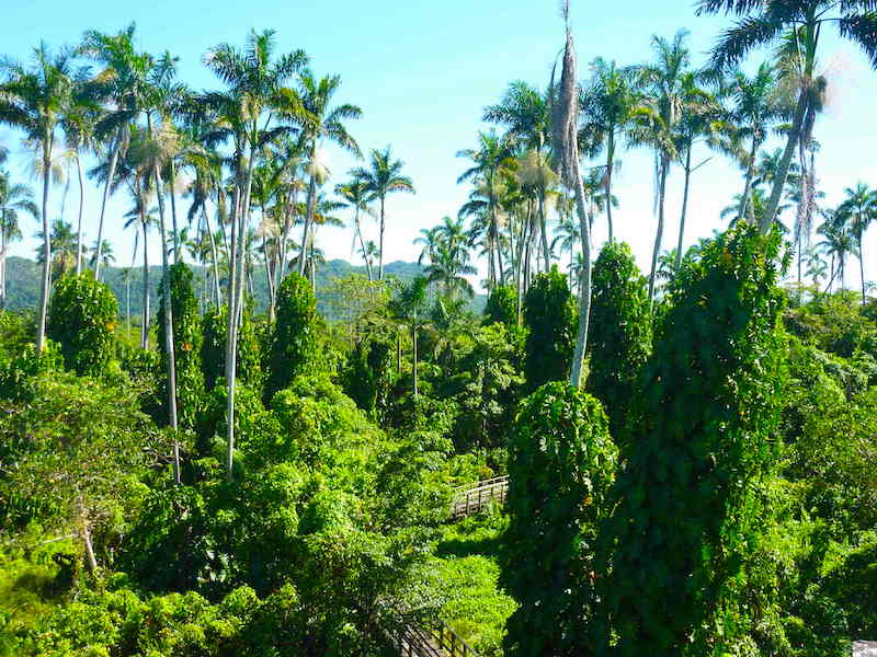 Negril Royal Palm Reserve